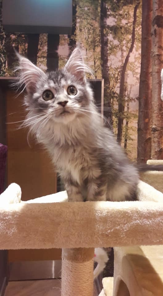 Cat Rescue Centres In Harrogate Cat Rescue Centres In Harrogate