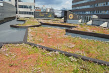 Improve your green roof knowledge with Optigrun CPDs